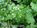 Coriandrum sativom